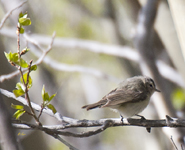 Warbling Vireo western